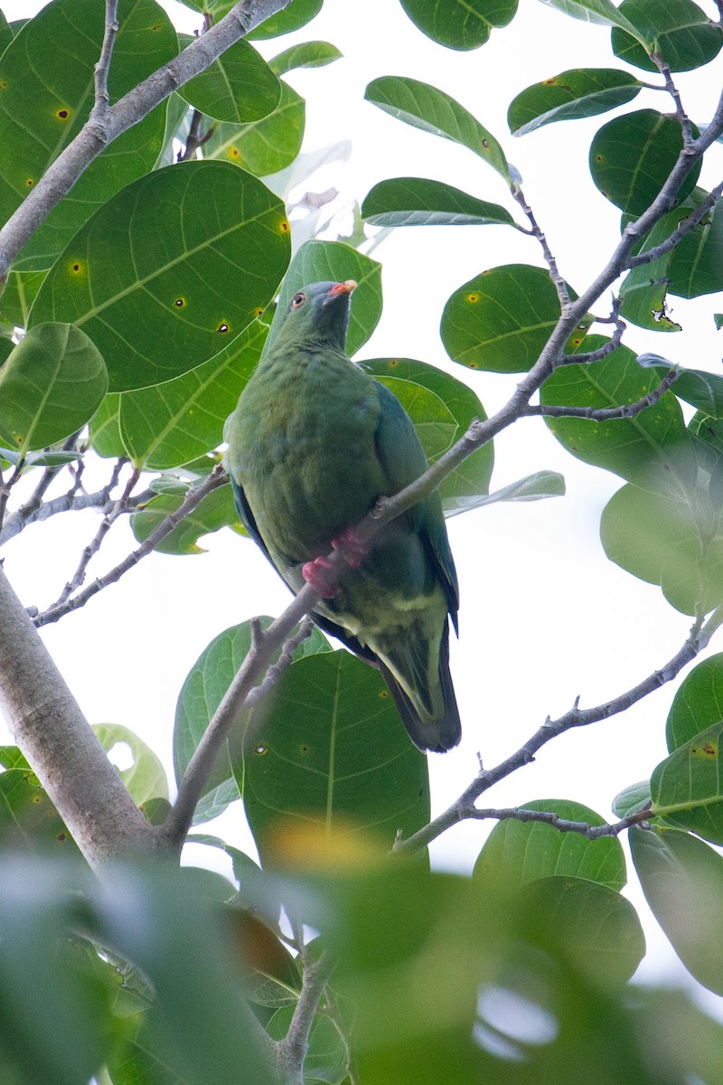 Claret-breasted Fruit-Dove - ML89278981