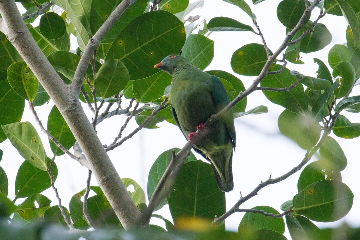 Claret-breasted Fruit-Dove - ML89279001