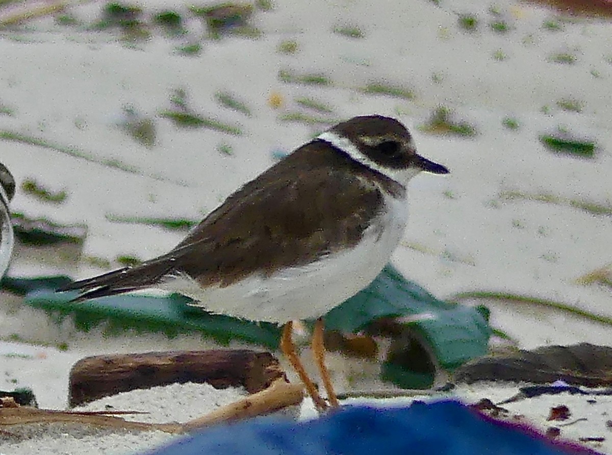 Common Ringed Plover - ML89279451