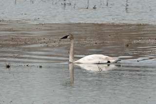 Trumpeter Swan, ML89280071