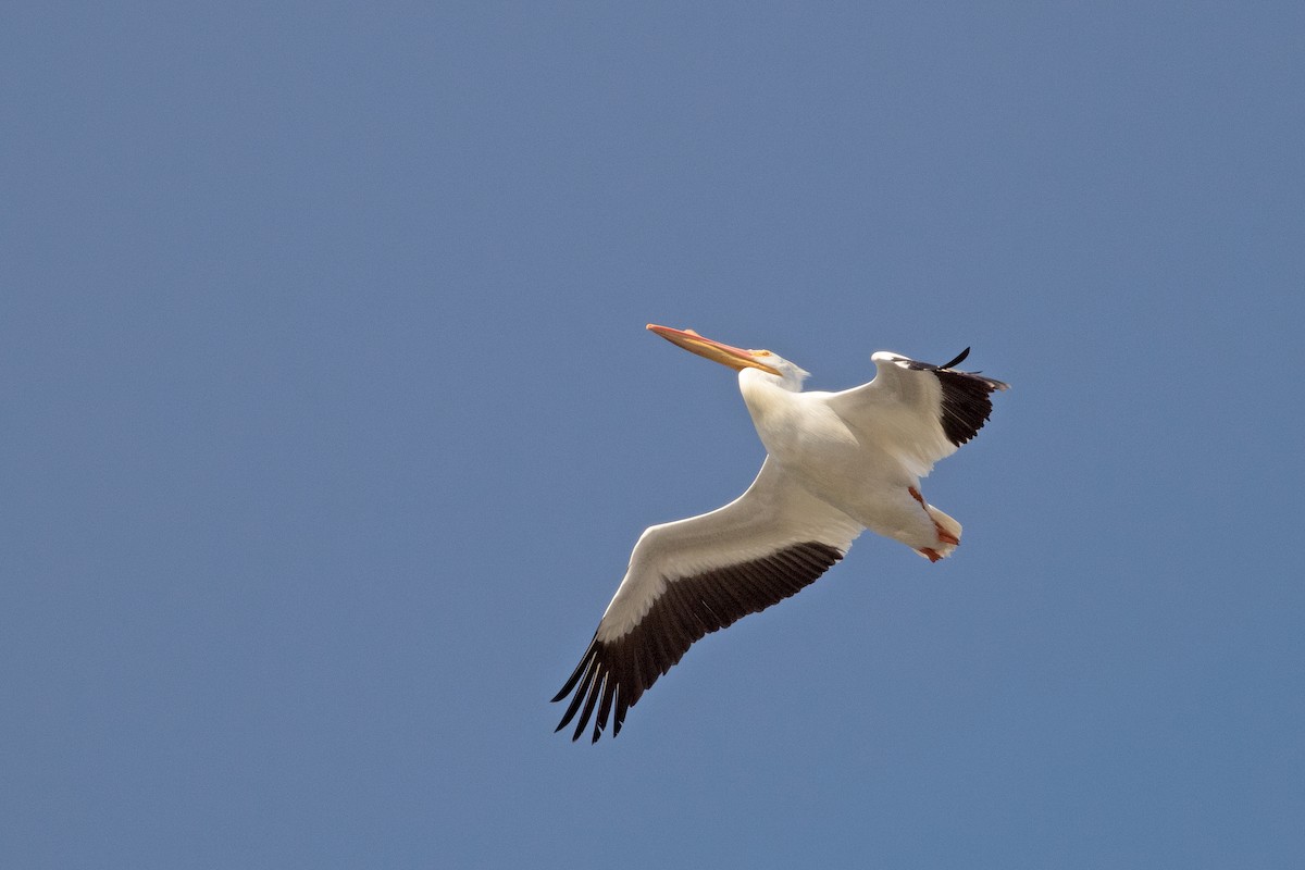 American White Pelican - Shari  McCollough