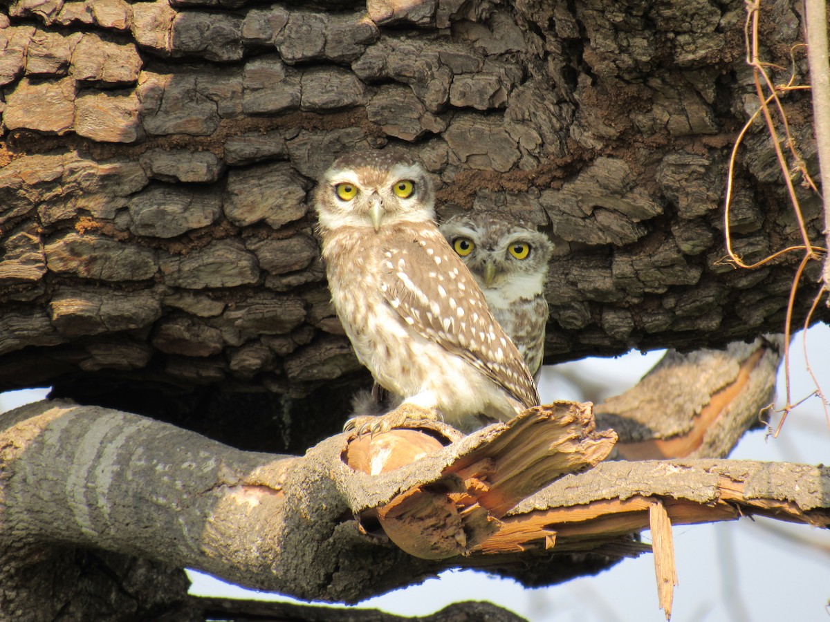 Spotted Owlet - Kalaimani Ayuthavel