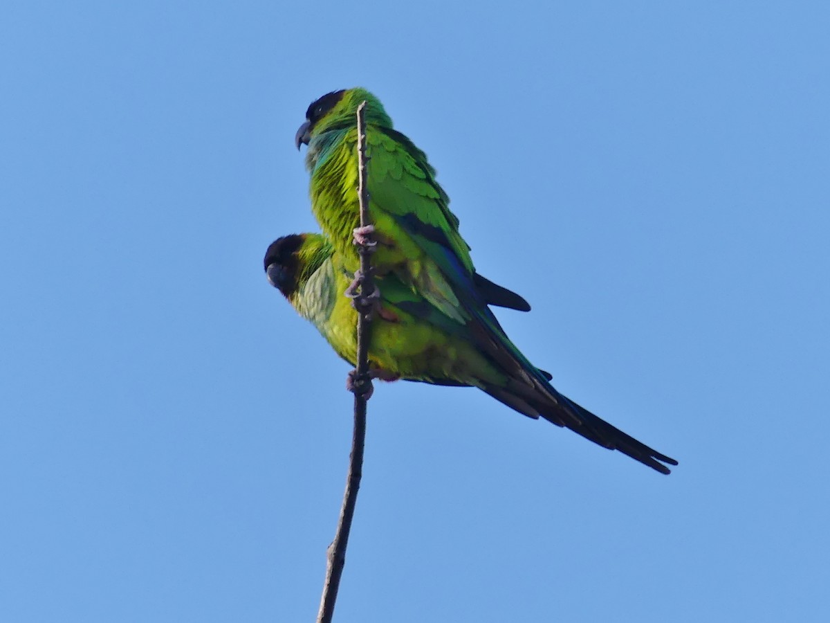 Nanday Parakeet - karen o'hearn