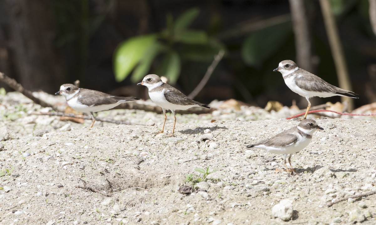 Semipalmated Plover - ML89282891