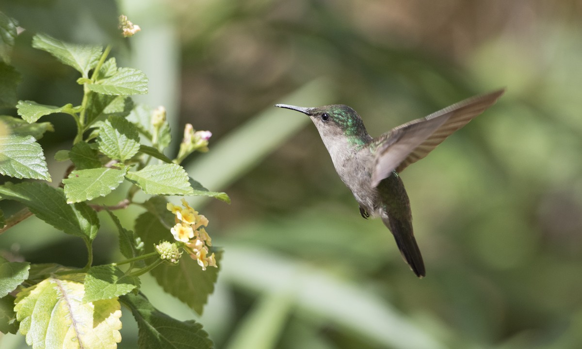 Antillean Crested Hummingbird - ML89283031