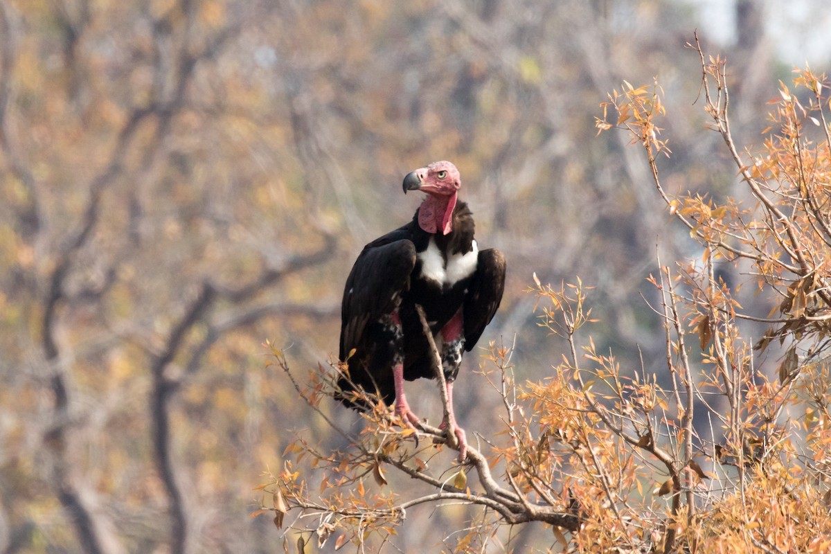 Red-headed Vulture - ML89285821