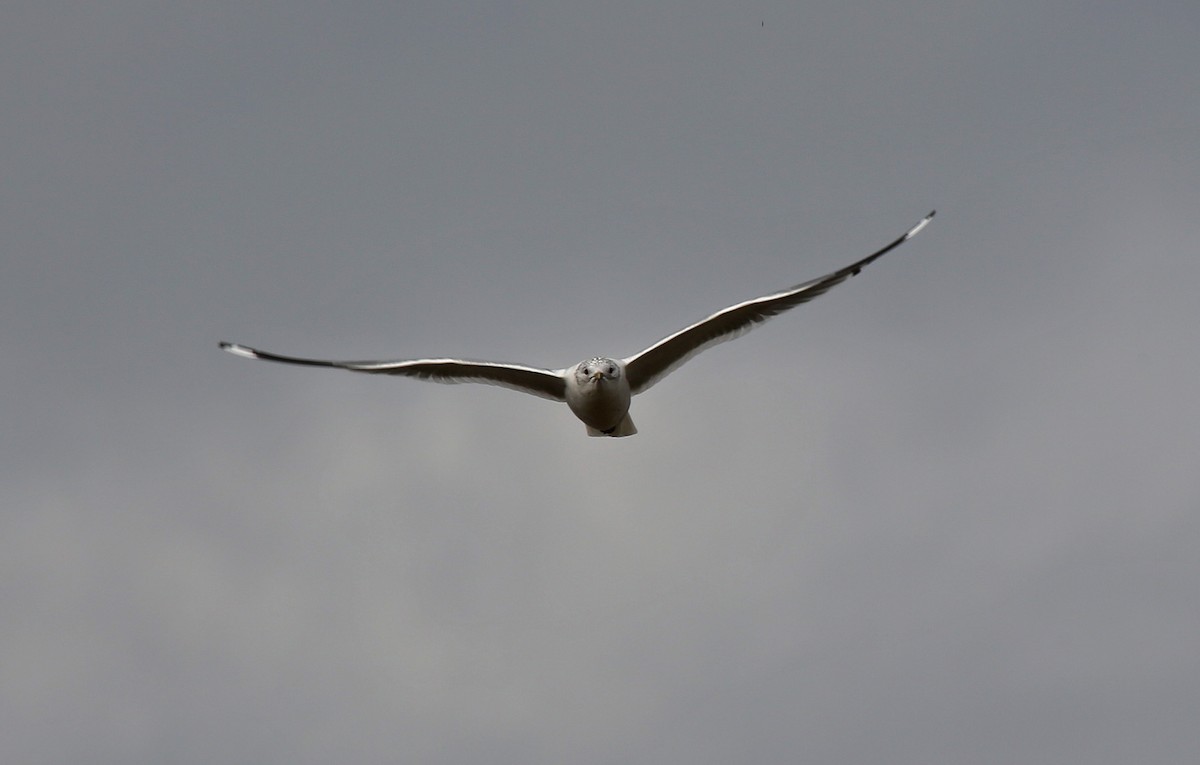 Common Gull - Paul Chapman