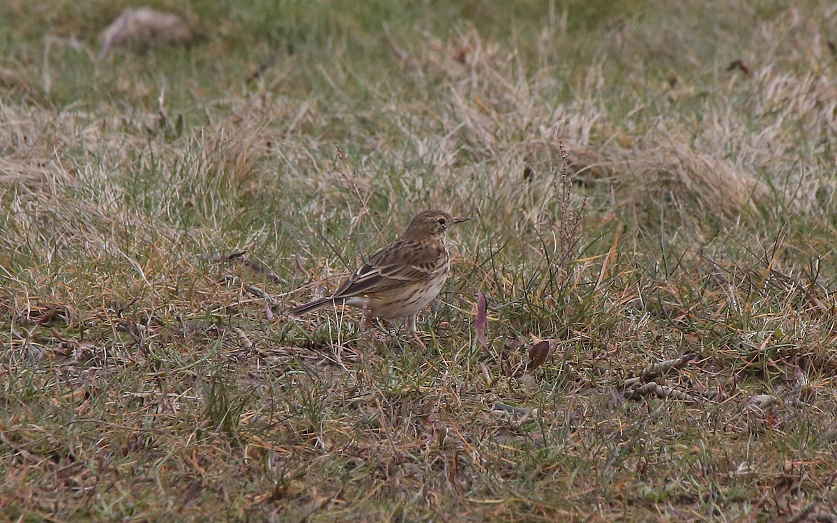 Meadow Pipit - ML89287041