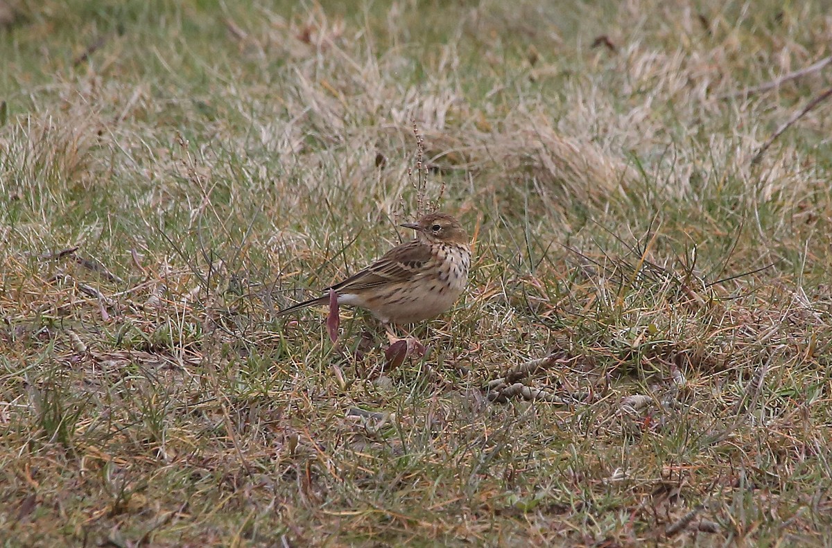 Meadow Pipit - ML89287081