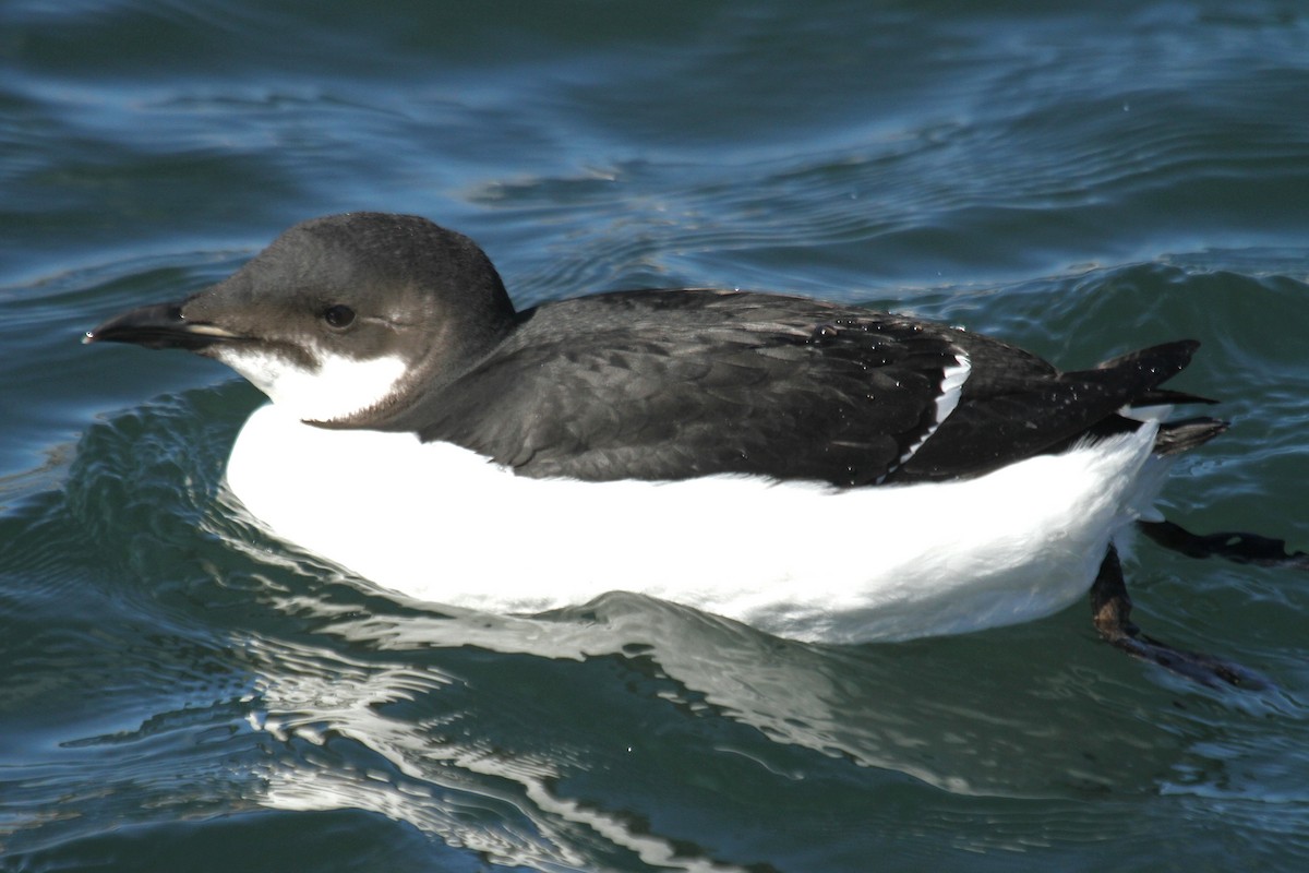 Thick-billed Murre - ML89288241