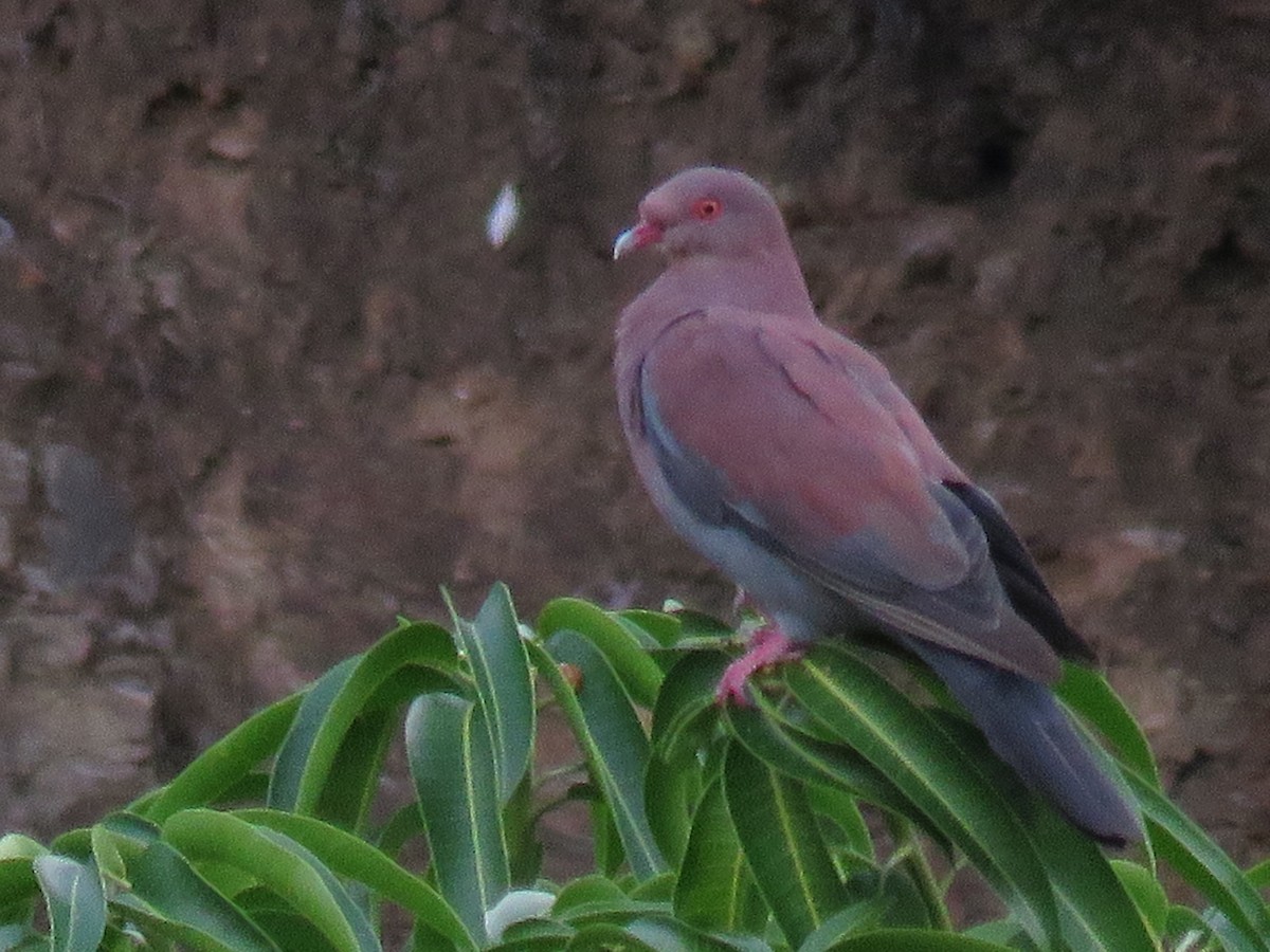 Peruvian Pigeon - ML89288901