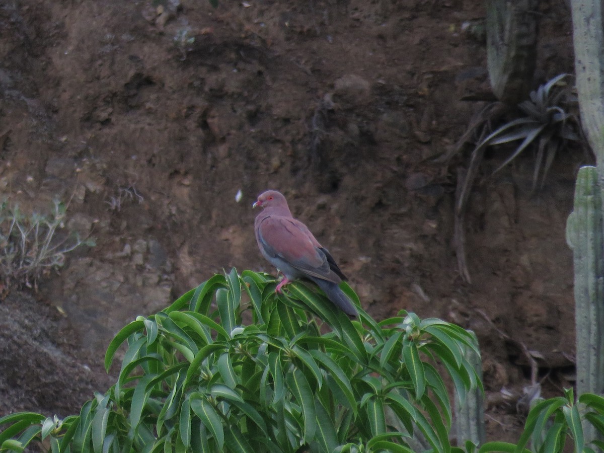 Peruvian Pigeon - ML89289211