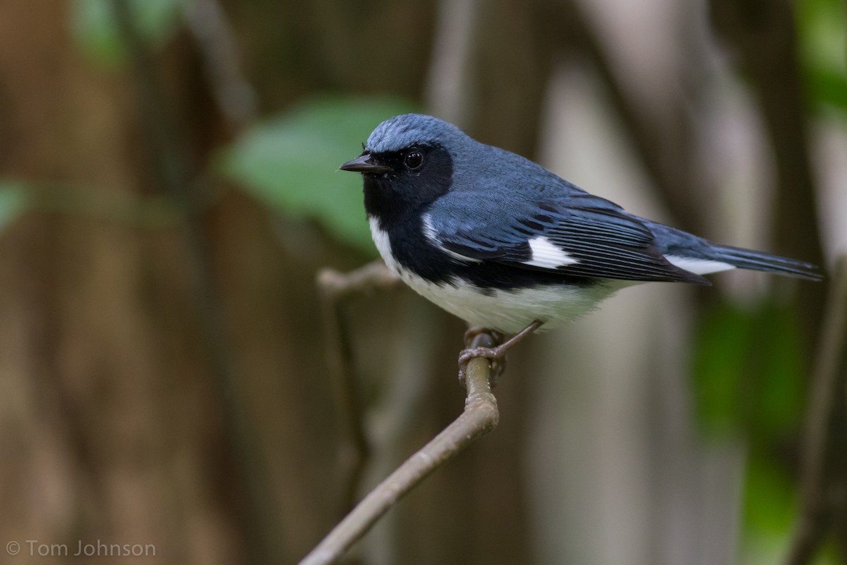 Black-throated Blue Warbler - Tom Johnson