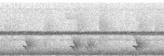 White-streaked Antvireo (White-streaked) - ML89290