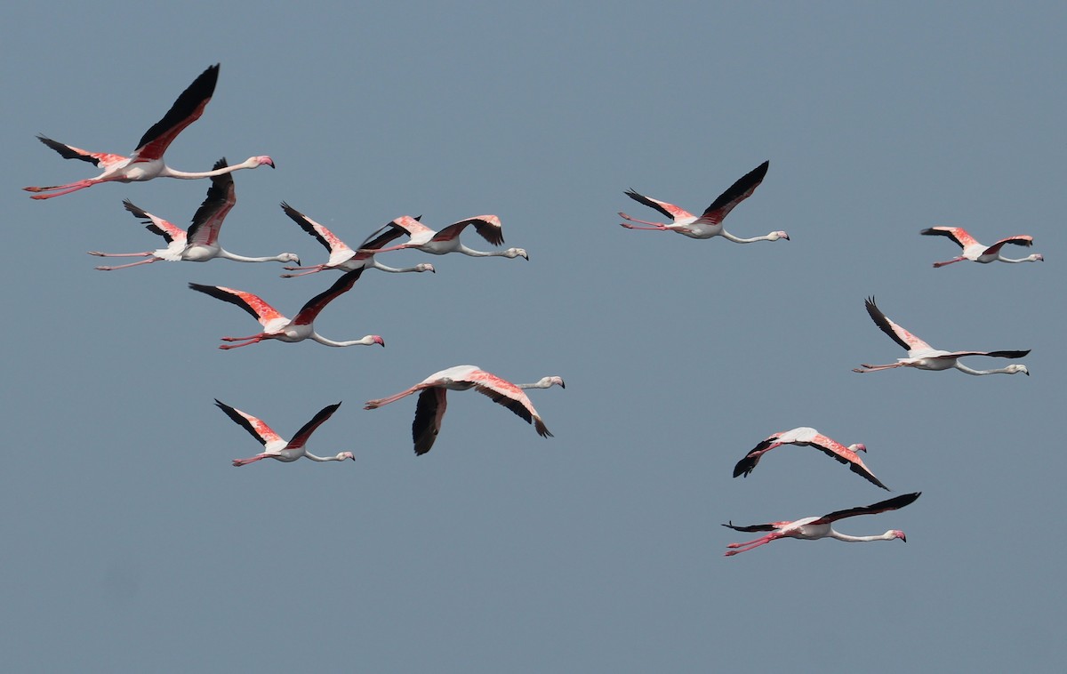 Greater Flamingo - Karthick VS