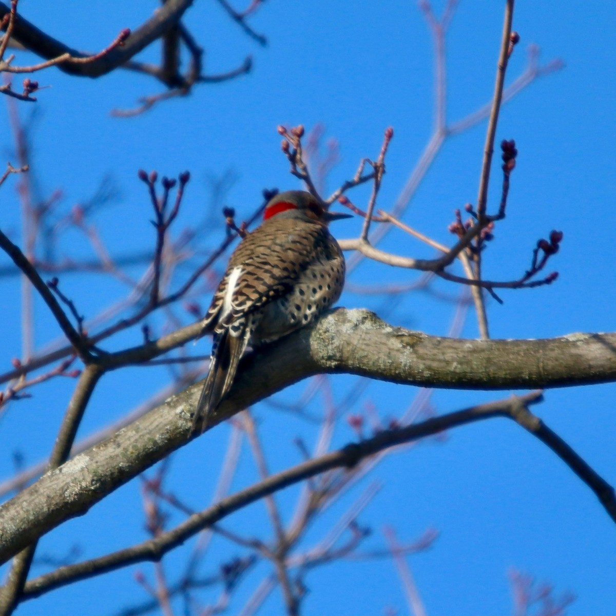 Northern Flicker (Yellow-shafted) - Daniel S.