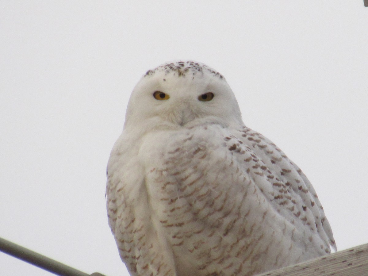 Snowy Owl - ML89299191