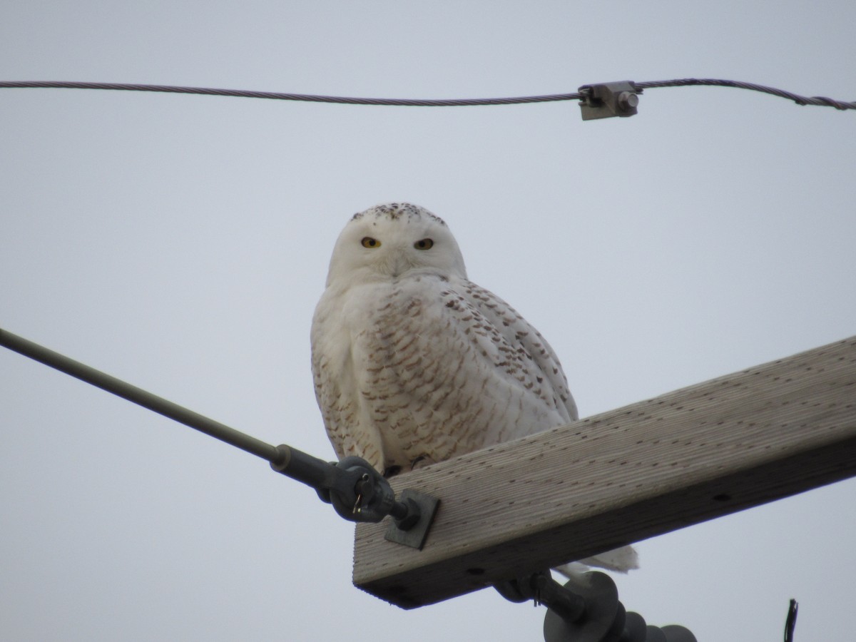 Snowy Owl - ML89299301