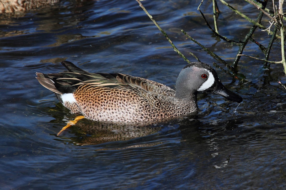 Blue-winged Teal - ML89299401