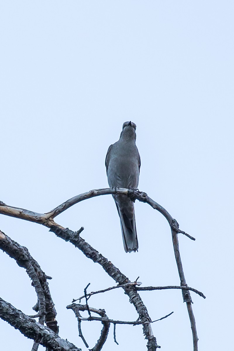 Townsend's Solitaire - Lee Hoy