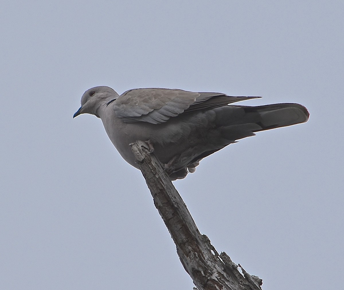 Eurasian Collared-Dove - Michael Brower