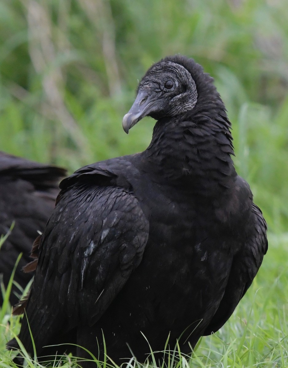 Black Vulture - Yvette Stewart