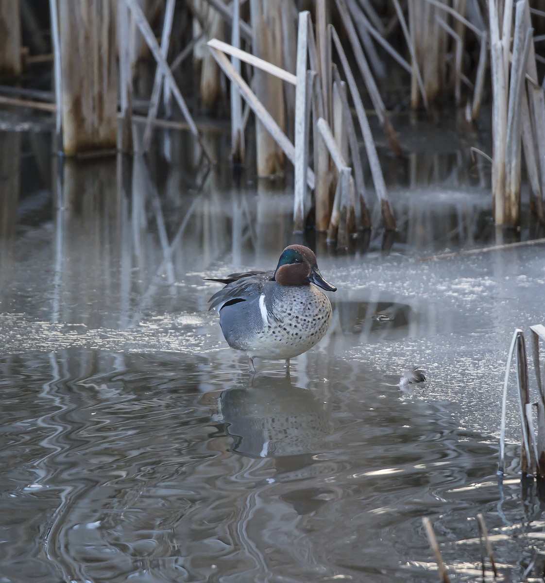 Green-winged Teal - ML89305821