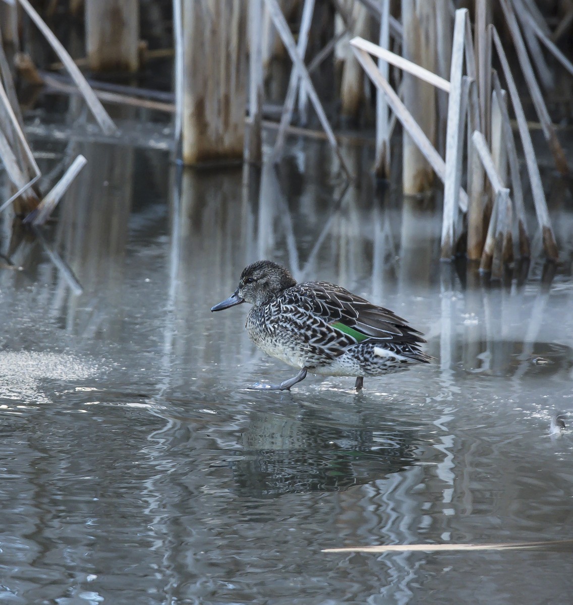 Green-winged Teal - ML89305841
