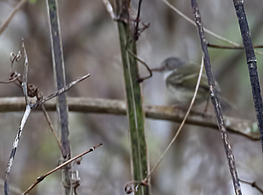 Pearly-vented Tody-Tyrant - ML89306001