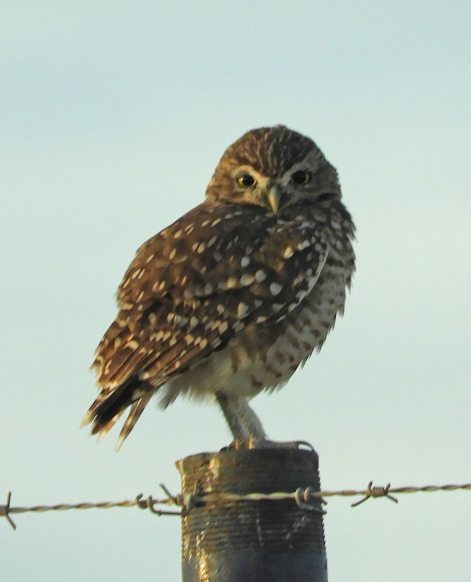 Burrowing Owl - Ken Schneider