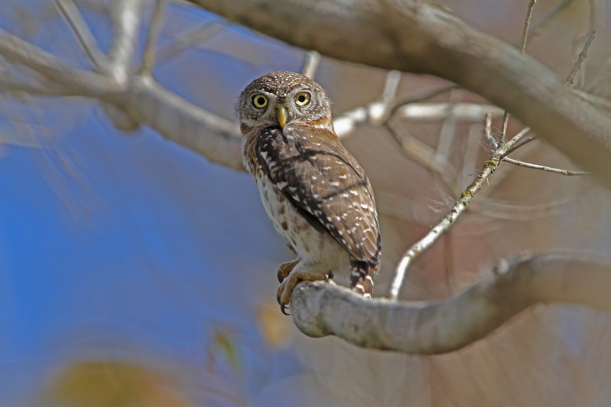 Cuban Pygmy-Owl - ML89306981