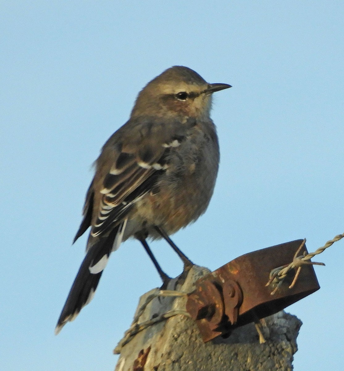 Patagonian Mockingbird - ML89307101