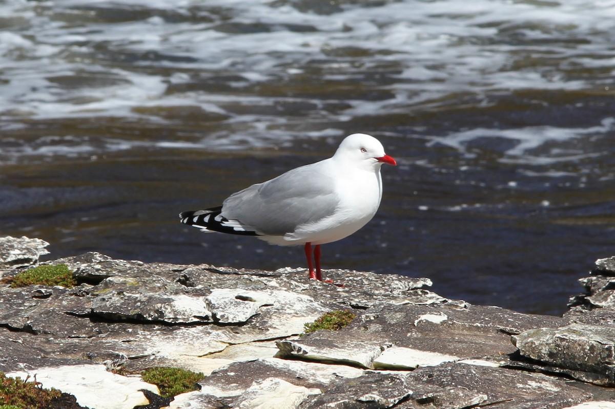 Silver Gull (Red-billed) - ML89312561