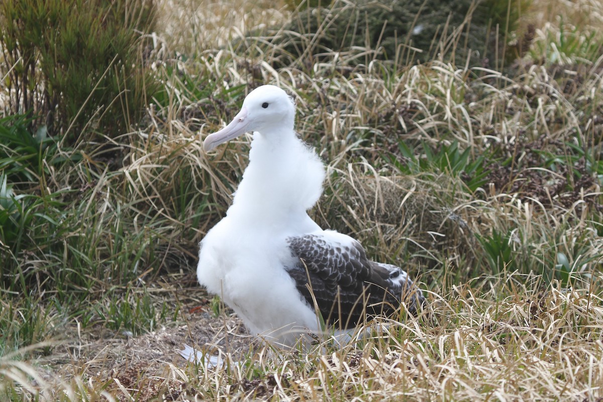 Northern/Southern Royal Albatross - ML89312671