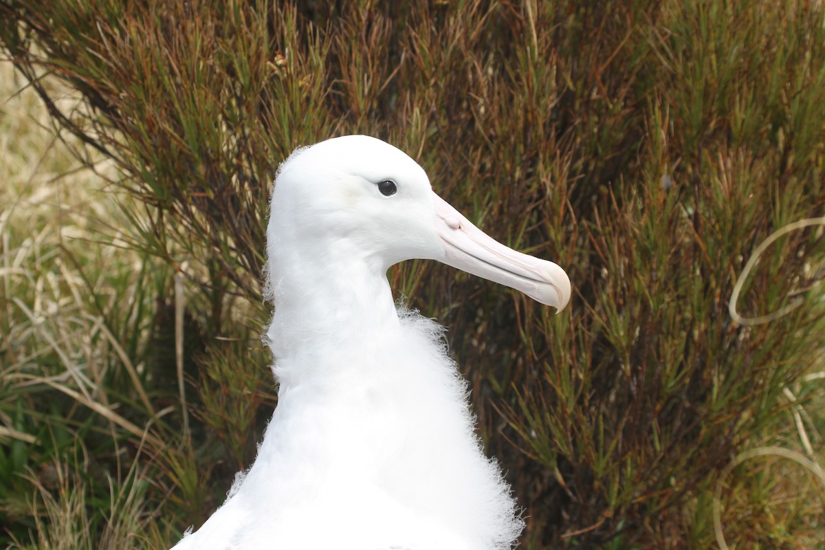 albatros Sanfordův/královský - ML89312831