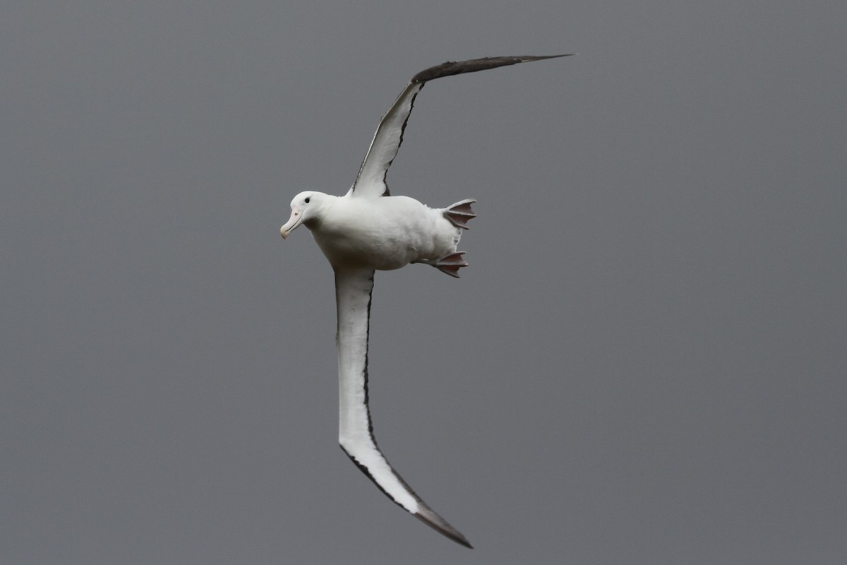 albatros Sanfordův/královský - ML89313301