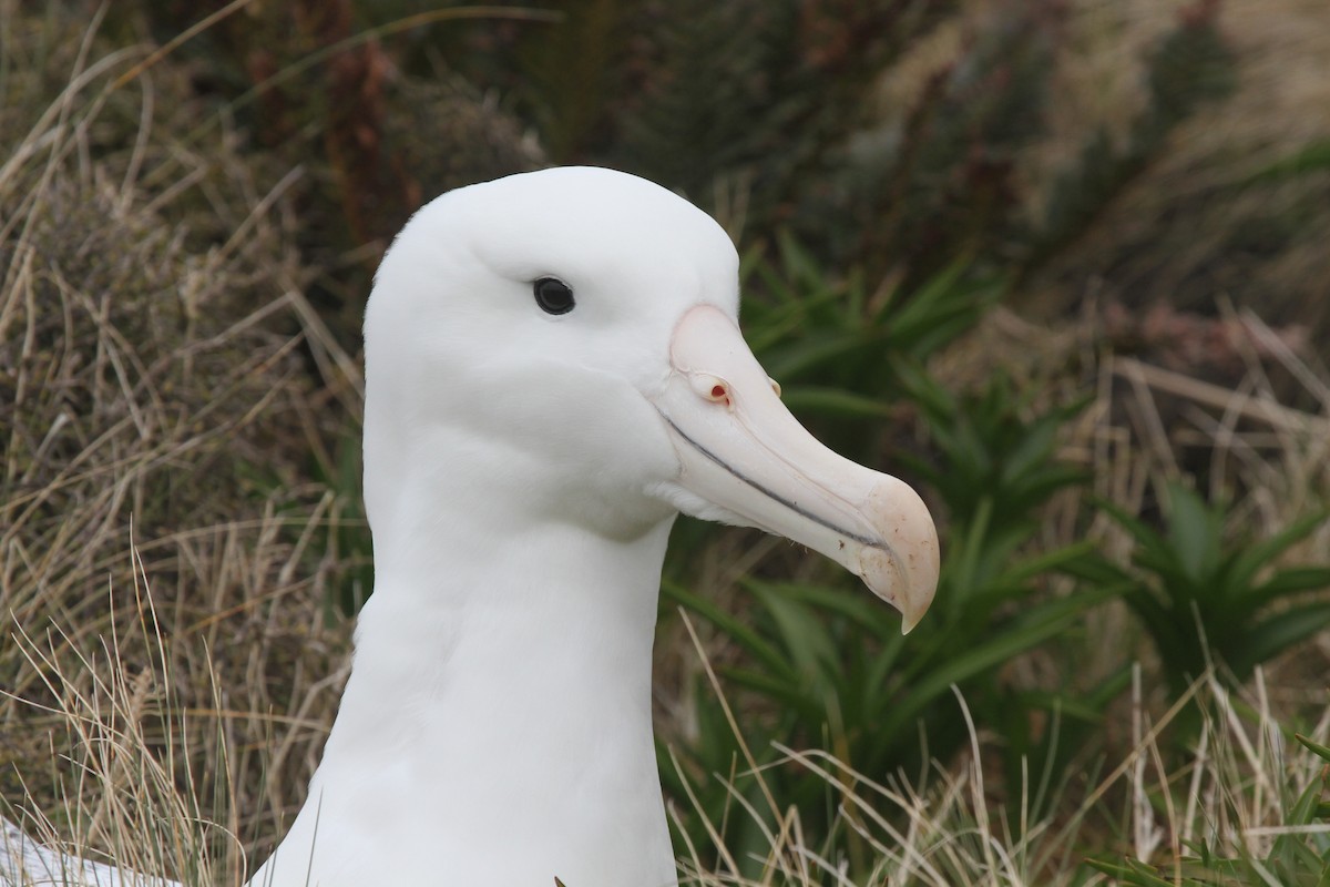 albatros Sanfordův/královský - ML89313331