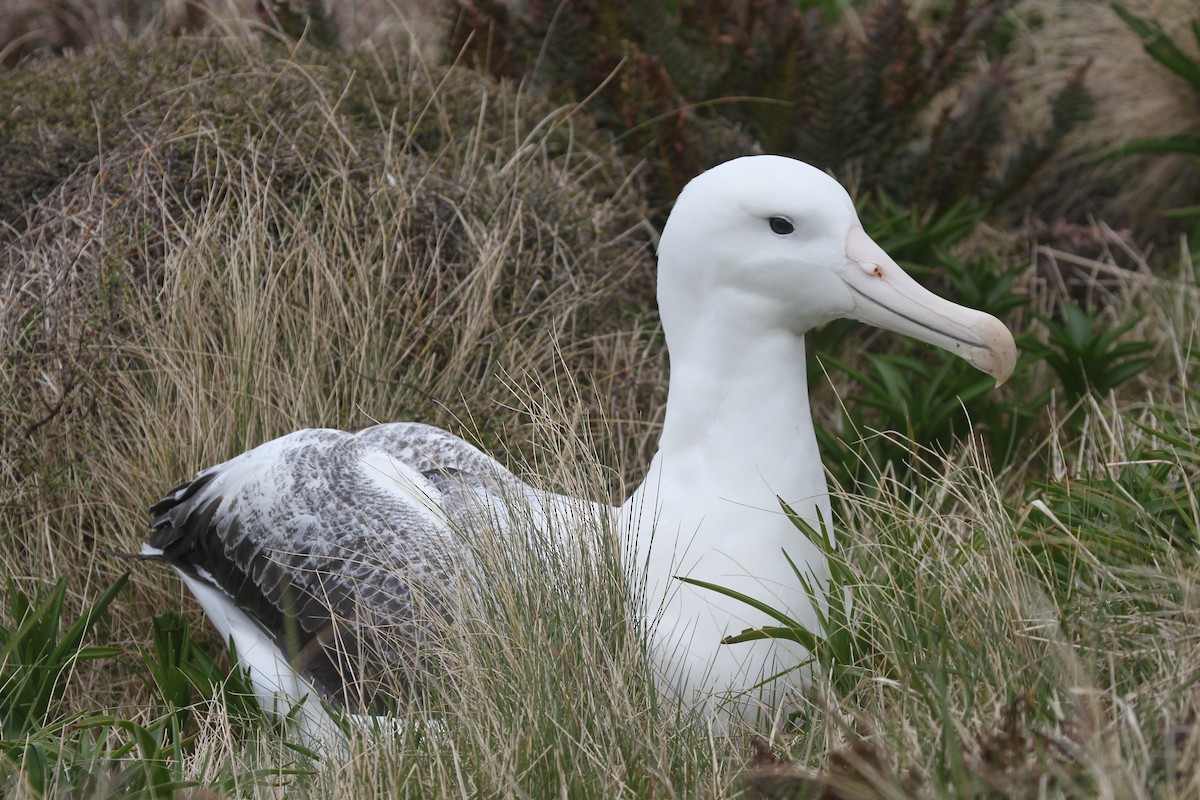 Northern/Southern Royal Albatross - James (Jim) Holmes