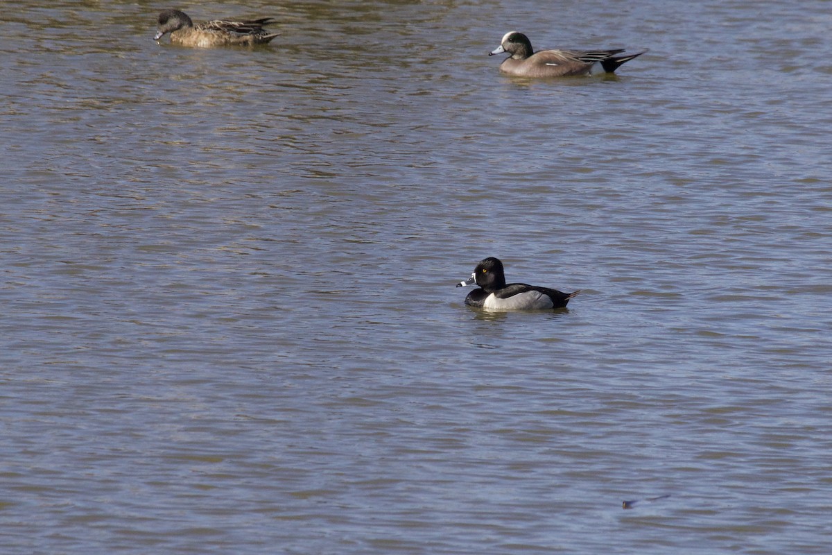 Ring-necked Duck - Eric Heisey