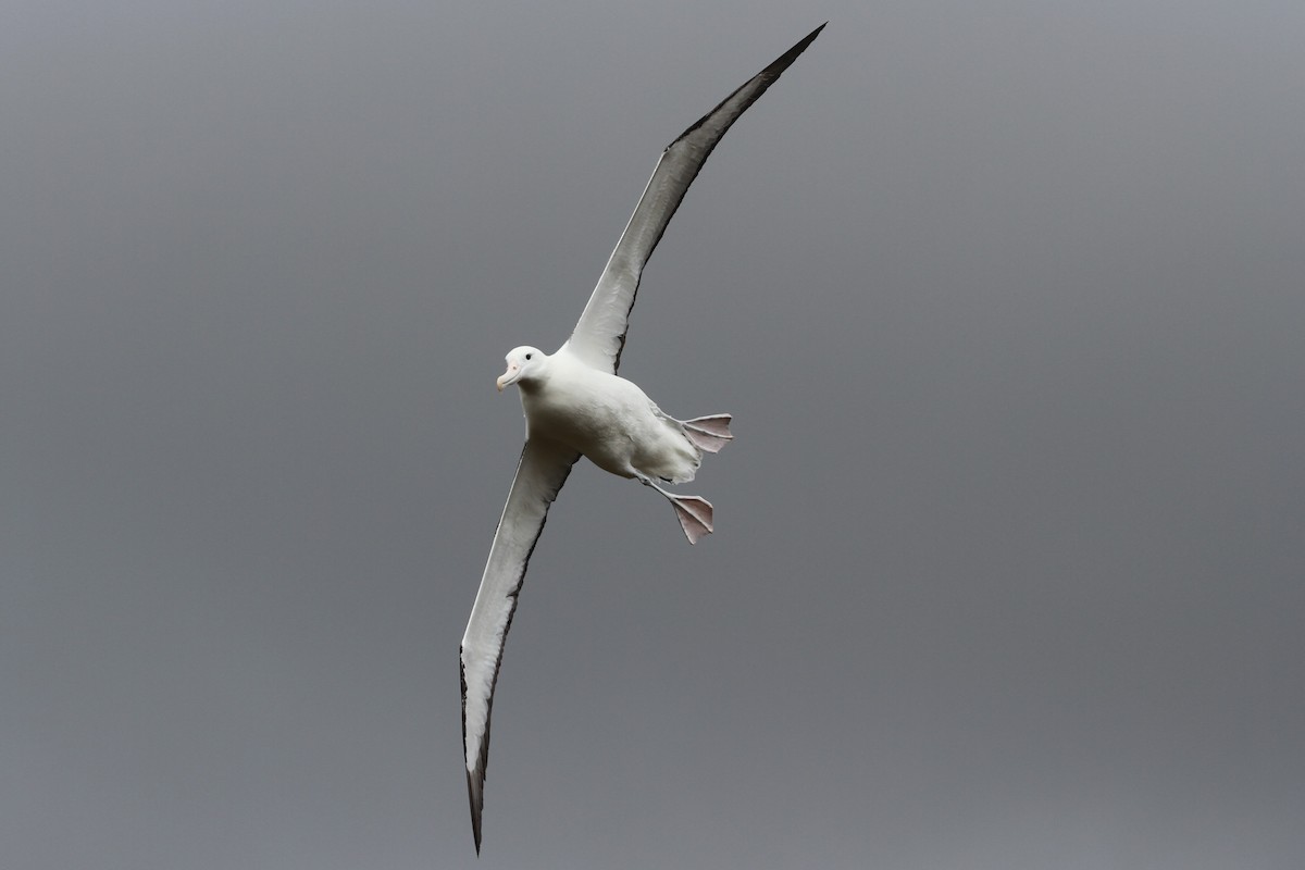 Northern/Southern Royal Albatross - ML89313501