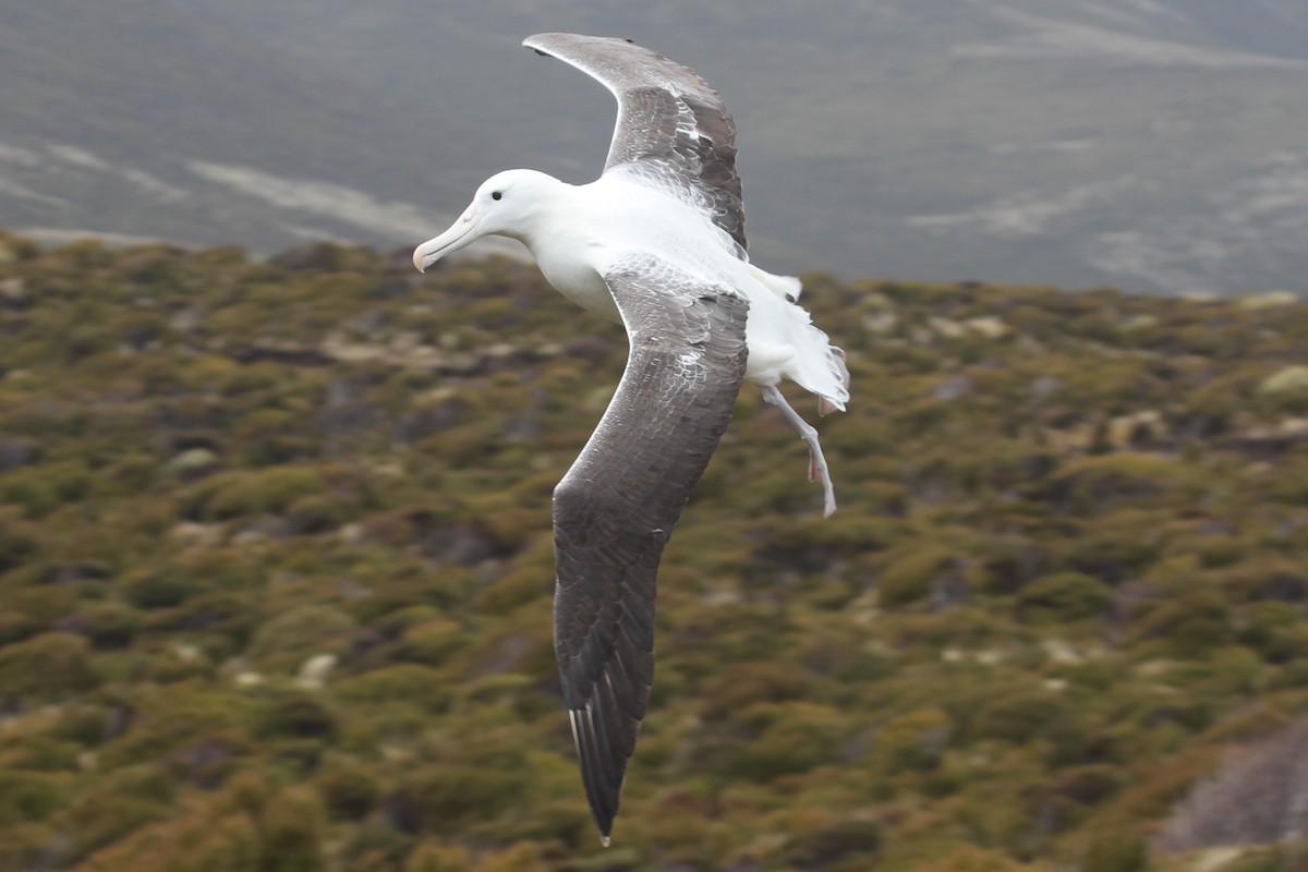 Northern/Southern Royal Albatross - ML89313891