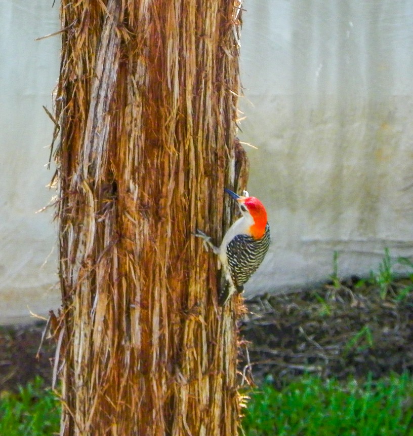 Red-bellied Woodpecker - Carol Delynko