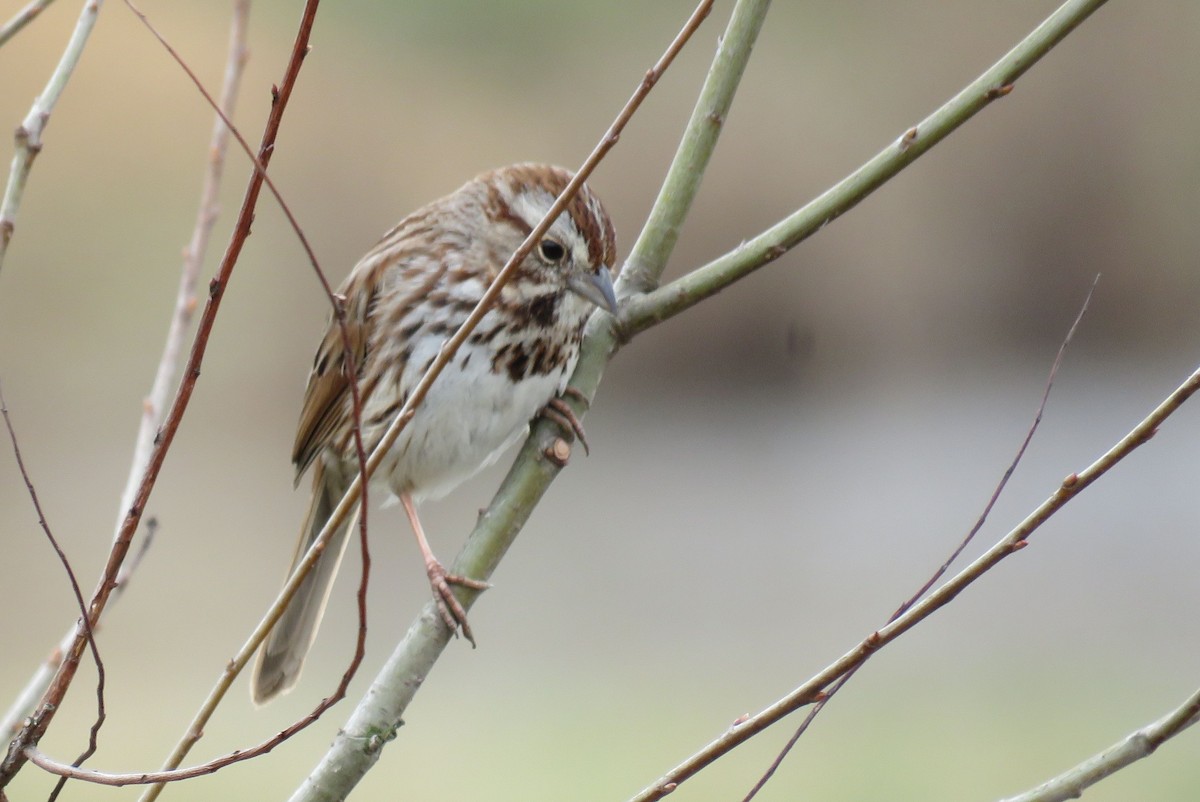 Song Sparrow - michele ramsey