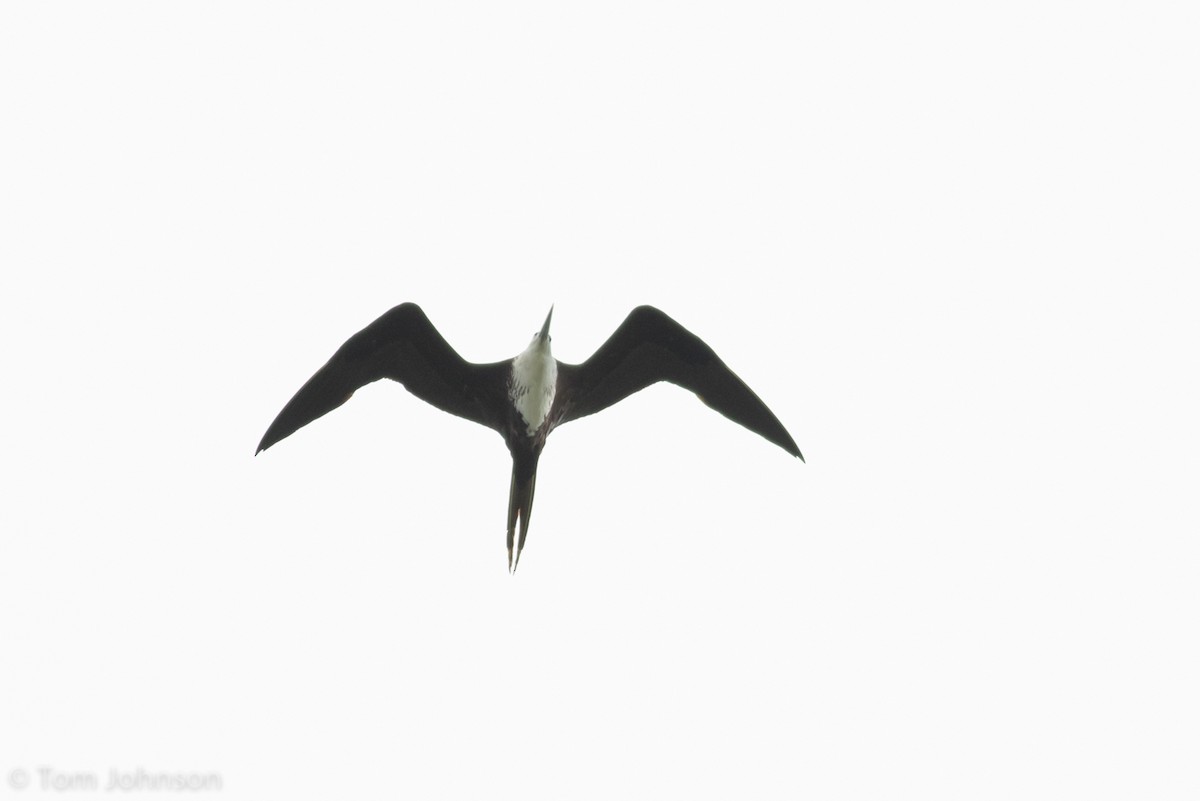 Magnificent Frigatebird - ML89316041