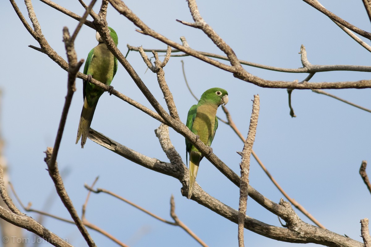Olive-throated Parakeet - Tom Johnson