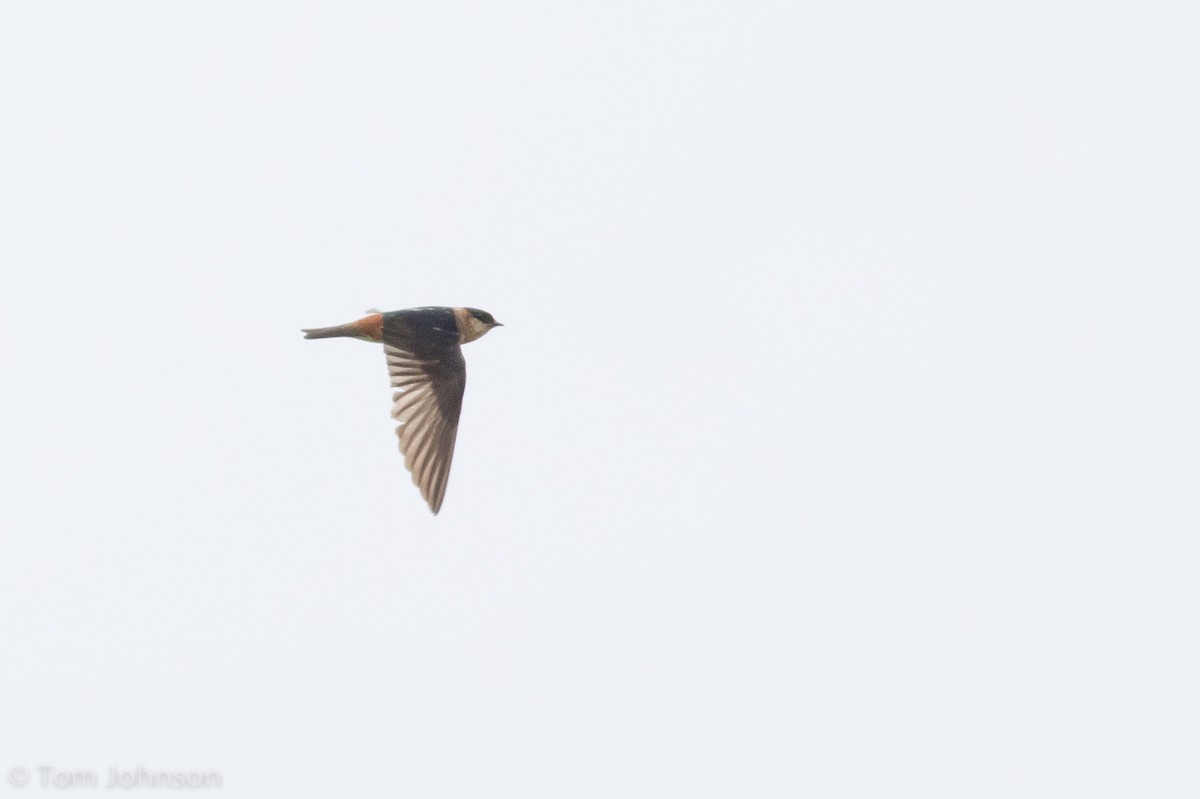 Cave Swallow - ML89316231