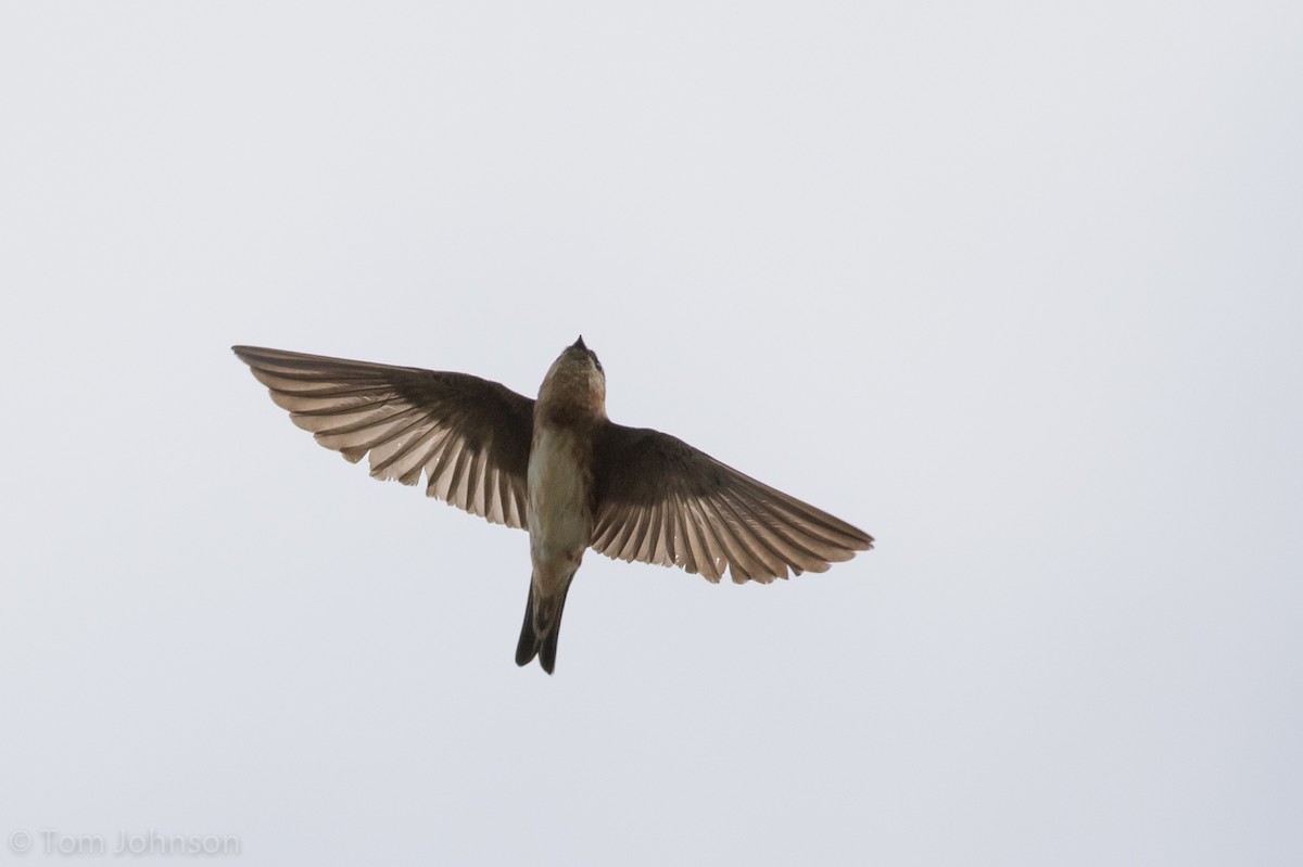 Cave Swallow - ML89316251