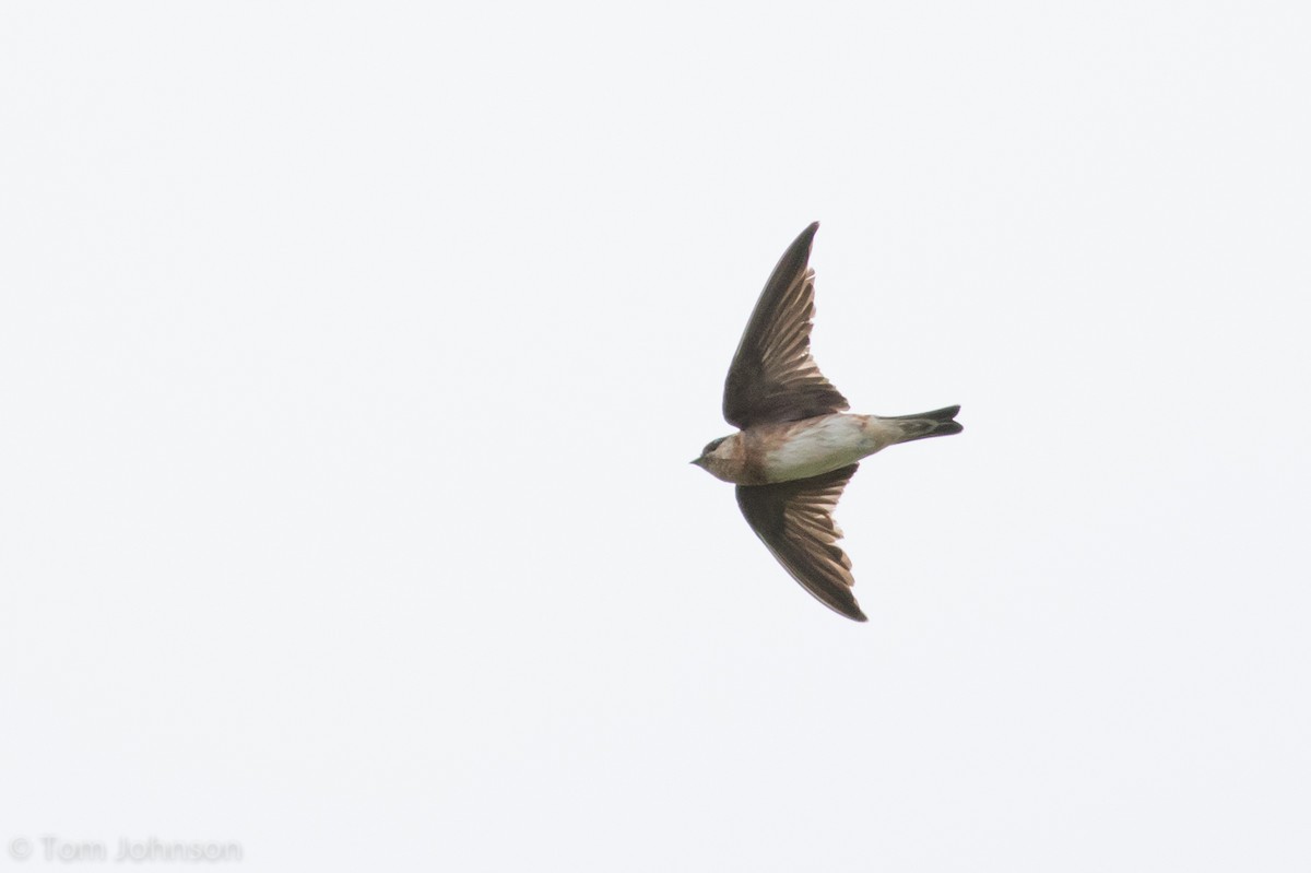 Cave Swallow - ML89316261