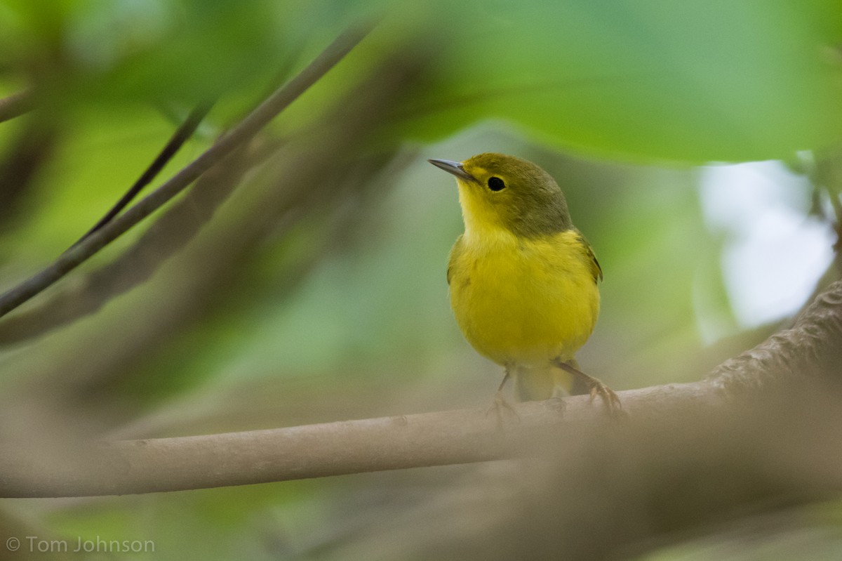 Yellow Warbler (Golden) - ML89316381
