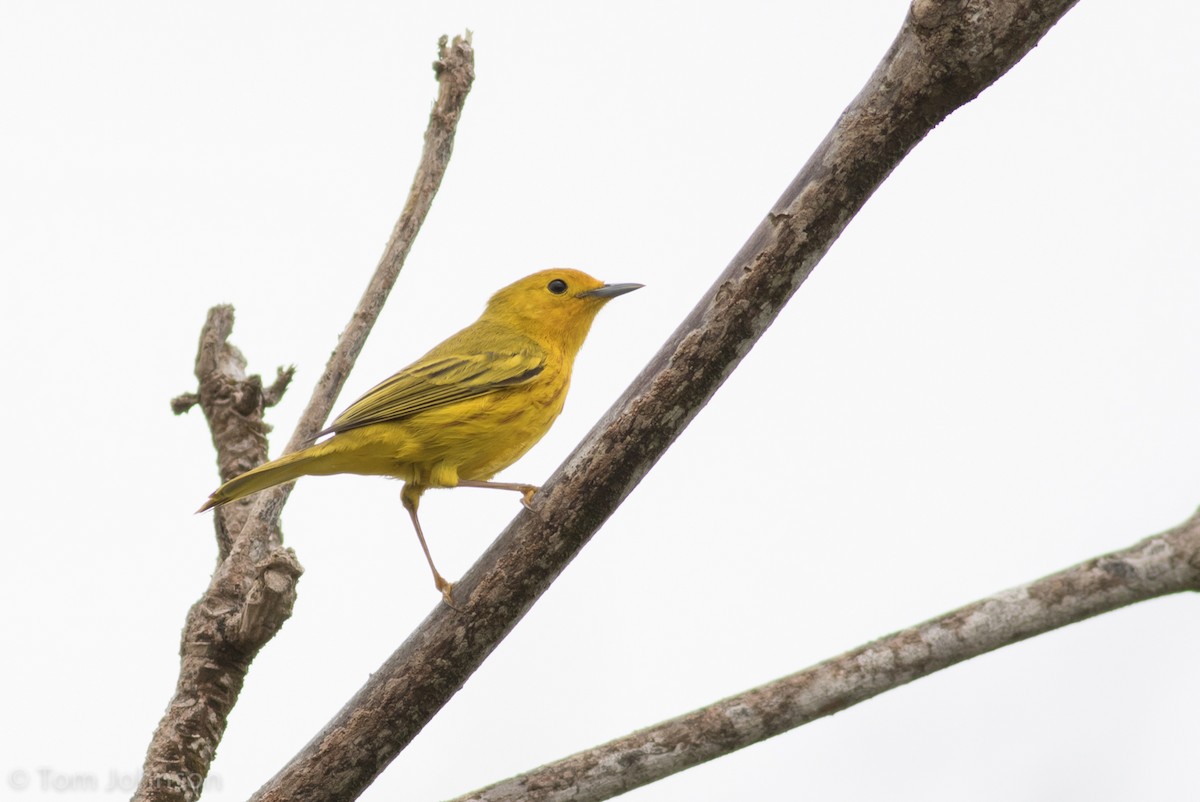 Yellow Warbler (Golden) - ML89316391